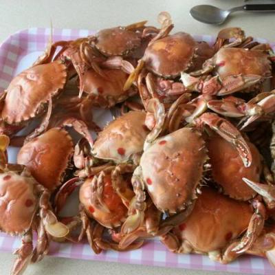 Sand crabs from fishing victoria forum